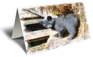 Grey in the Hay Gift Greeting Card