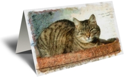 For the cat lover, we bring you our line of gift greeting cards with cats that everyone can relate to.