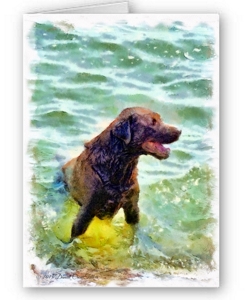 Chocolate Lab in the Water for a Walk Gift Greeting Card