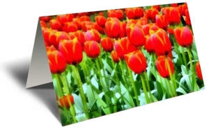 Spring Tulips Gift Greeting Card