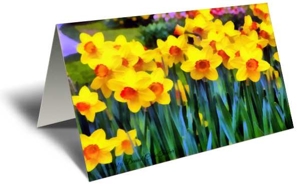 Daffodils Along the Path Gift Greeting Card