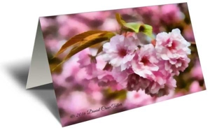 Cherry Blossoms Gift Greeting Card