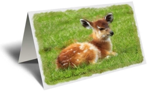 Baby Deer Gift Greeting Card