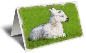 Baby Lamb Gift Greeting Card