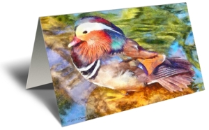 Duck 1 Gift Greeting Card